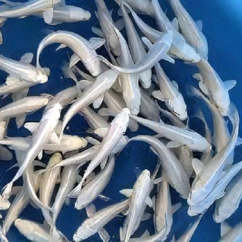 Cyprinus carpio-Koi platinum 8-10 cm